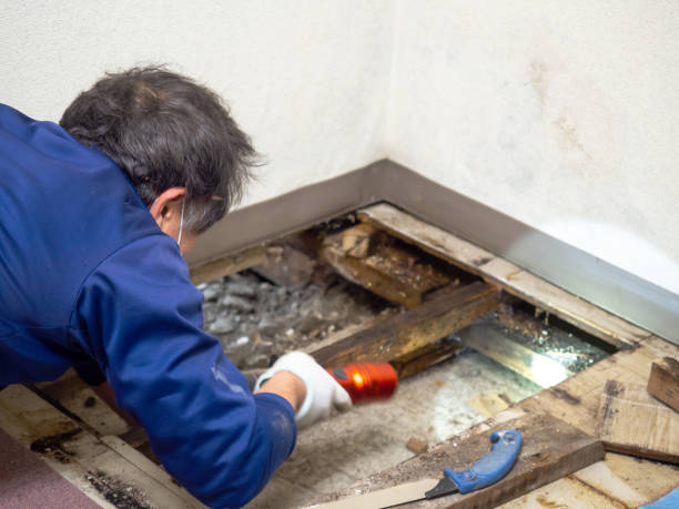 Best Emergency Mold Remediation in New Lebanon, OH