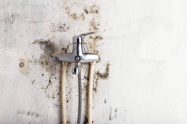 Professional Mold Remediation in New Lebanon, OH