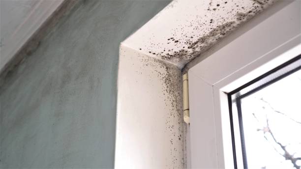 Best Attic Mold Remediation in New Lebanon, OH