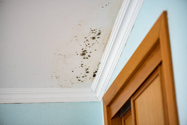 Best Kitchen Mold Remediation in New Lebanon, OH