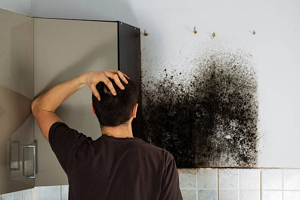 Best Kitchen Mold Remediation in New Lebanon, OH